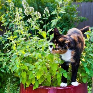 Catnip Sample-01, $4